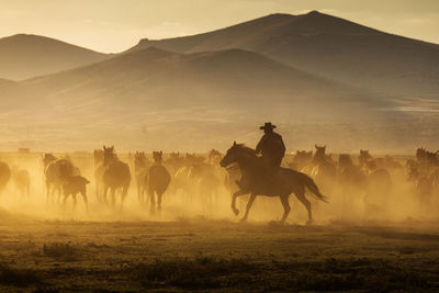 Horses on a field