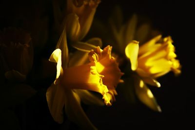 Close-up of flower over black background