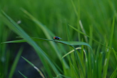 Close-up of insect on grass