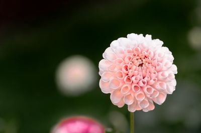 Close-up of pink flowers