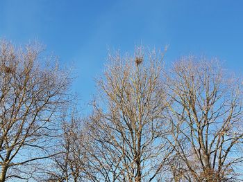 Low angle view of plants against clear blue sky