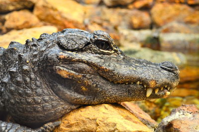 Side view of crocodile on rock at forest