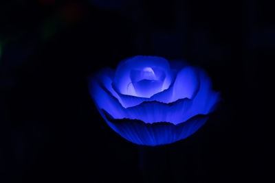 Close-up of purple flower against black background