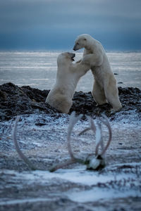 Two polar bears grappling near caribou antlers