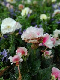 Close-up of pink flowers blooming outdoors