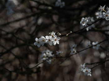 Black thorn flowers 