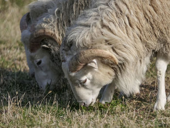 Three young clots or ram pasturing on the grass field.