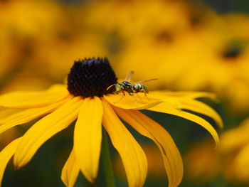 Close-up of insect on yellow flower