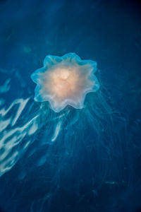 Close-up of jellyfish swimming in sea