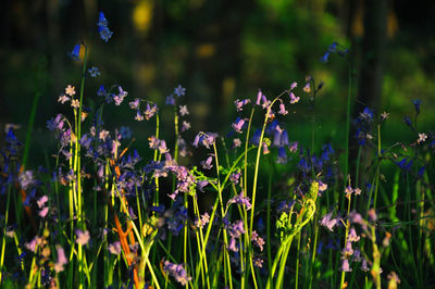 Close-up of purple flowers blooming on field