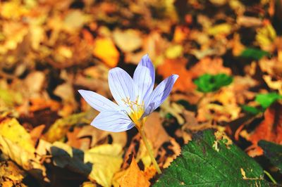 Close-up of white crocus blooming outdoors