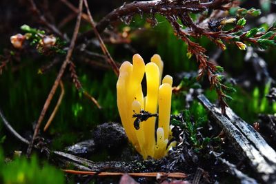 Close-up of yellow flowers