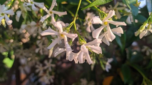 Close-up of white flowering plant