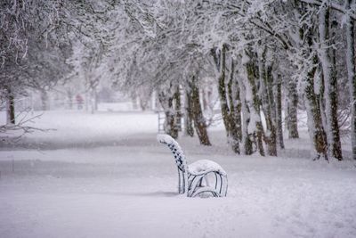 Trees on snow covered landscape