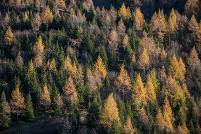 Pine trees in forest during autumn