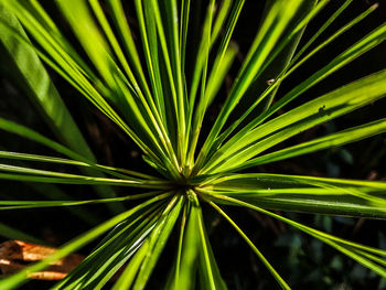 Close-up of fresh green plant on field