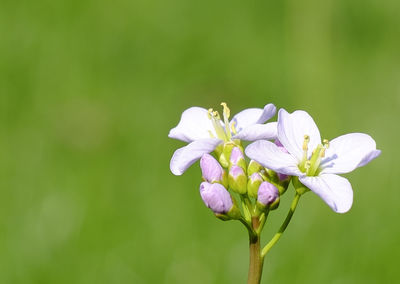 Close-up of fresh white flowers blooming outdoors