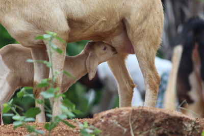 Close-up of a goat