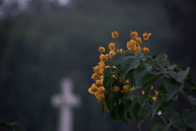 Close-up of yellow flowering plant