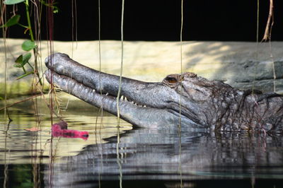 View of crocodile  swimming in lake