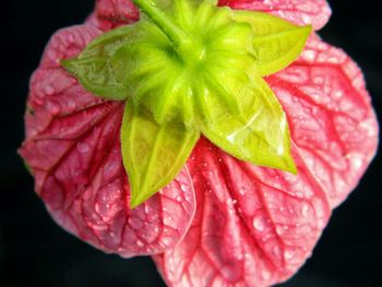 Close-up of water drops on rose