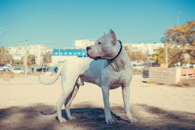 Dog running on beach