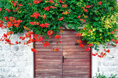 Red flowering plant against wall