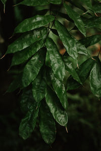 Close-up of fresh green leaves