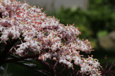 Close-up of pink cherry blossoms in spring