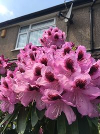 Close-up of pink flowers