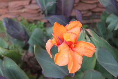 Close-up of orange rose flower