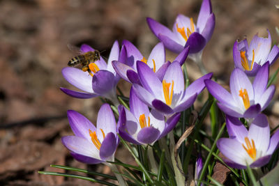 Close-up of bee on purple crocus flowers