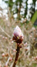 Close-up of flowering plant