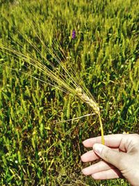 Close-up of hand holding wheat growing on field