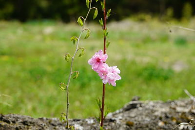 Close-up of pink flowering plant on field