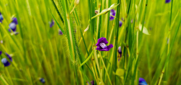 Close-up of purple flowering plants on field