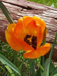 Close-up of orange day lily blooming outdoors