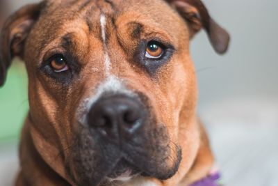 Close-up portrait of dog