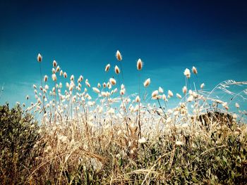 Plants growing on field against blue sky