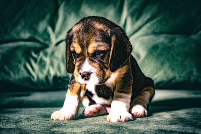 Close-up portrait of puppy