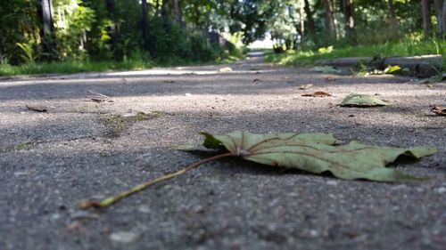 Surface level of road