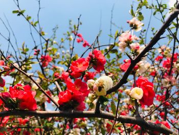 Close-up of cherry blossom