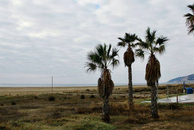 Palm trees on field against sky