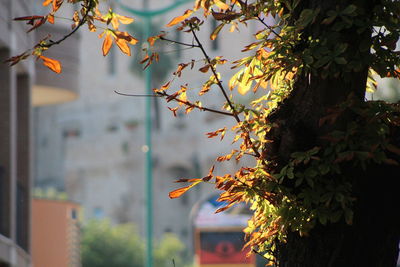 Close-up of leaves on tree