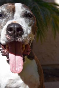 Close-up portrait of dog