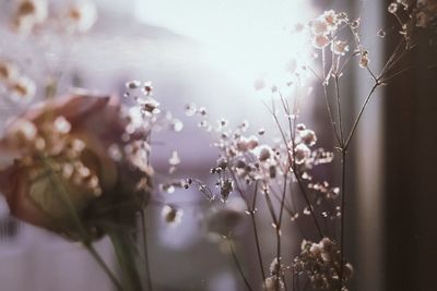 Close-up of flowering plant under the sunset light