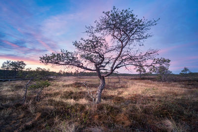 Tree on landscape against sky