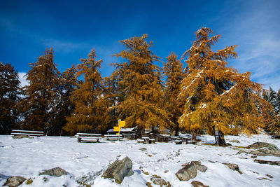 Trees on snow covered field against sky