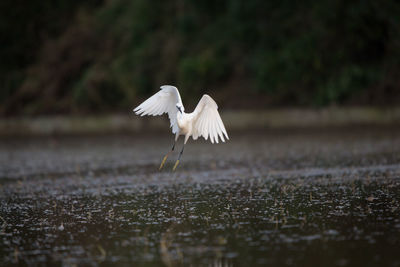 White bird flying over lake