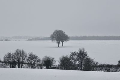 Trees on snow covered field against sky